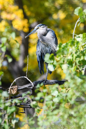 great blue heron