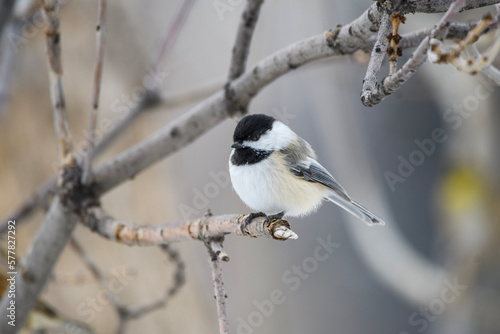 black capped chickadee