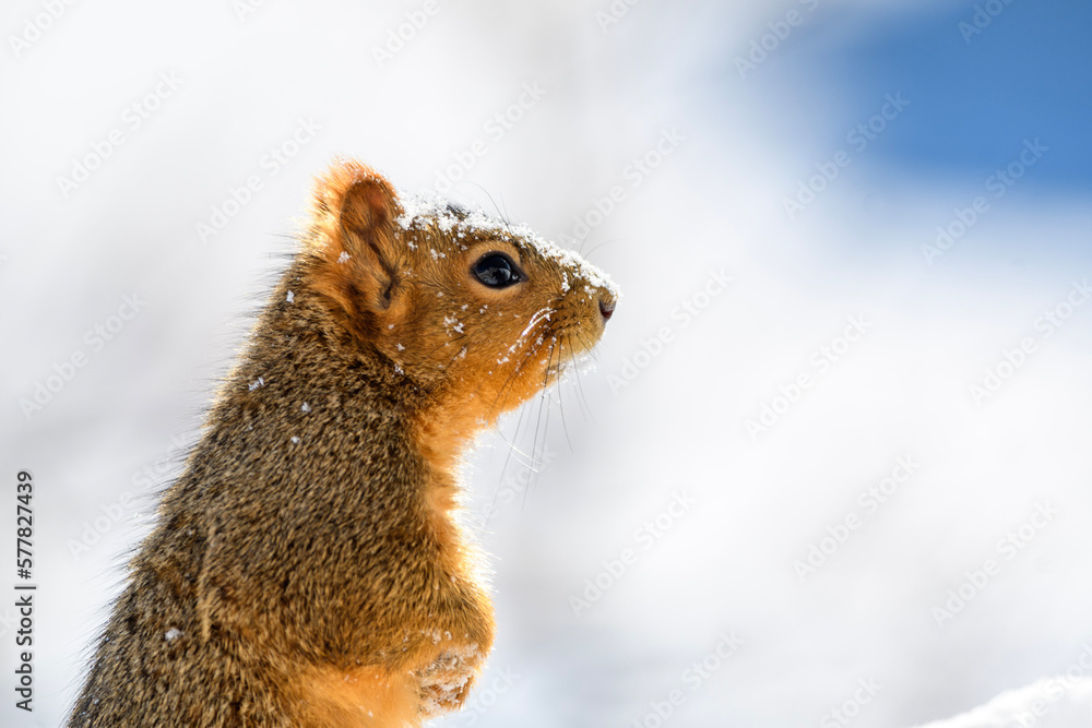 Fototapeta premium squirrel in the snow