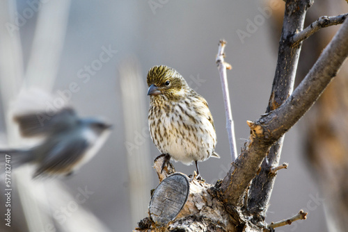 Song bird