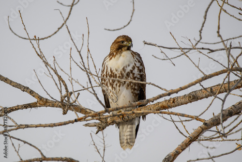 red tailed hawk