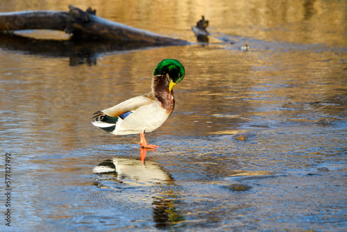 duck on the lake