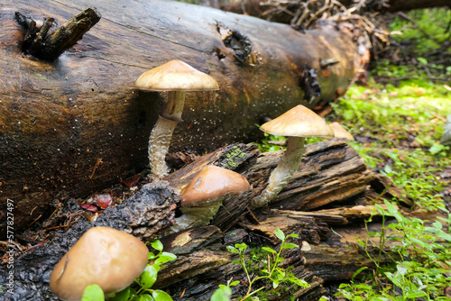 mushrooms in the forest