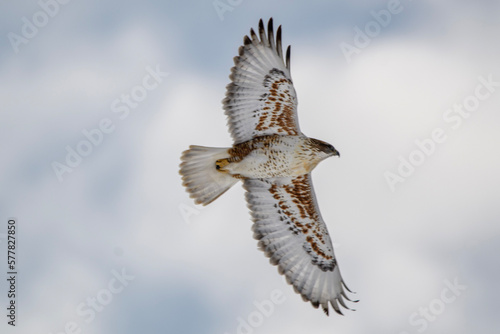 hawk in flight