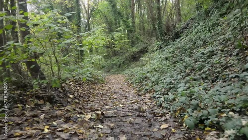 Moving backwards along a forest path