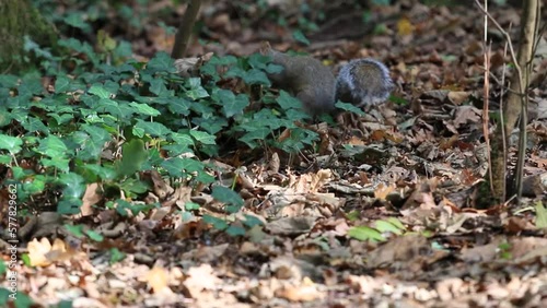 Gray squirrel (Sciurus carolinensis) foraging in a forest park