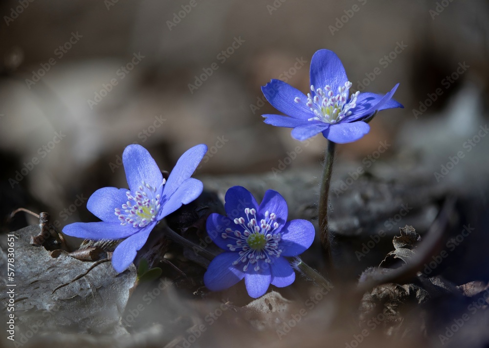 Foto de Liverwort Hepatica nobilis, Blue flower medicinal, used in