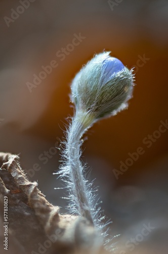 Liverwort - Hepatica nobilis, Blue flower medicinal, used in diseases of the liver and gallbladder.	