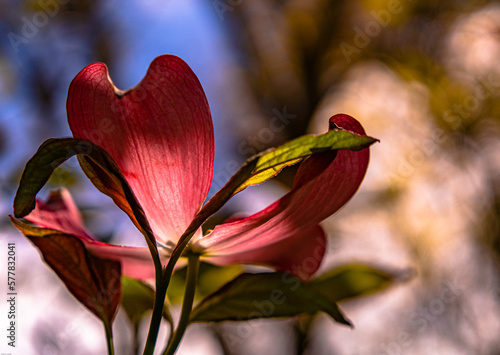 Pink Dogwood in the early spring sunshine