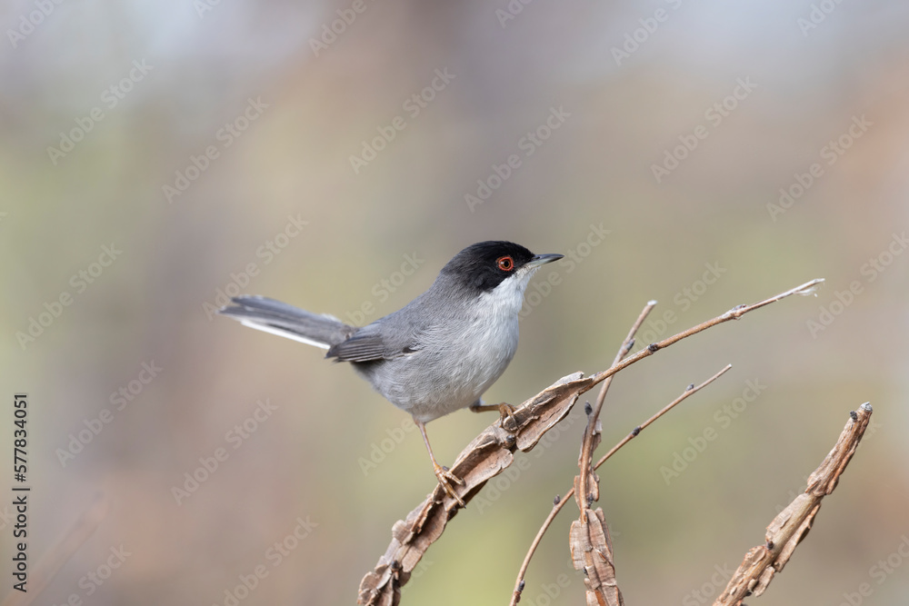 Fototapeta premium Sardinian warbler male (Sylvia melanocephala).