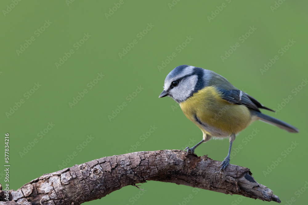 Fototapeta premium Blue Tit (Cyanistes caeruleus) perched on tree branch.