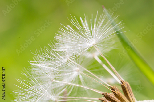 A close up of dandelion seeds  with a shallow depth of field