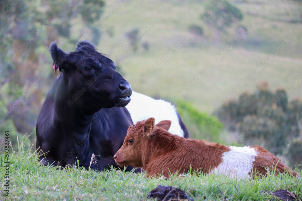Fototapeta premium Baby cow photography, calf in green grass