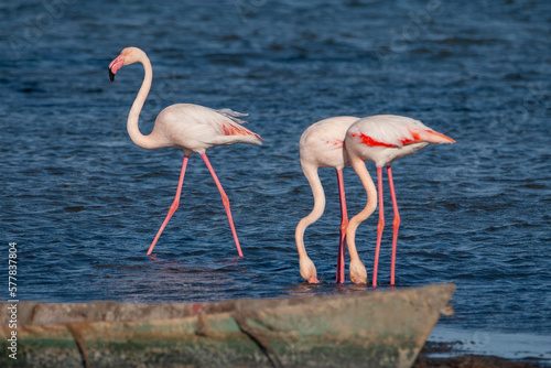 Trois flamants roses dans un étang de Camargue