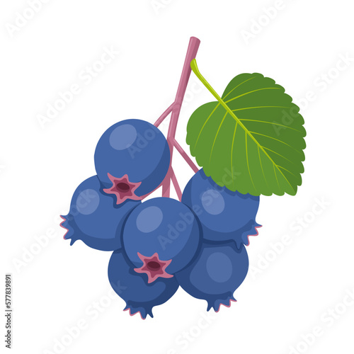 Foto Vector illustration, saskatoon berry or Amelanchier alnifolia, isolated on white background