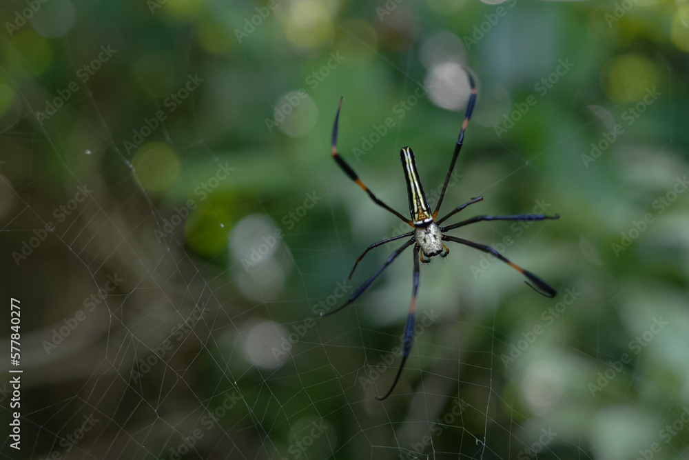 Nephilinae is a subfamily of spiders in the family Araneidae Nephilinae is a subfamily of spiders in the family Araneidae