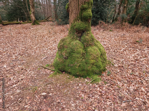 Tree with burls growing on the base
