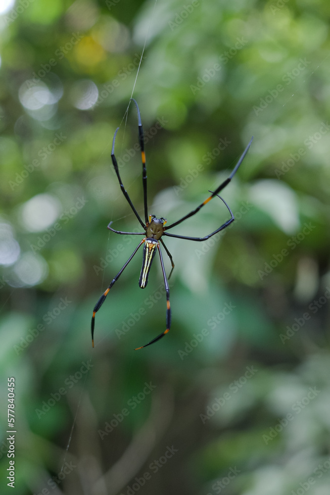 Nephilinae is a subfamily of spiders in the family Araneidae Nephilinae is a subfamily of spiders in the family Araneidae