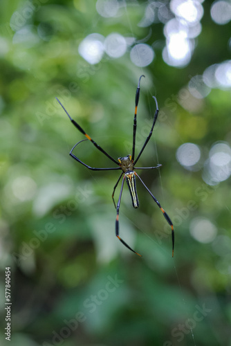 Nephilinae is a subfamily of spiders in the family Araneidae © harto