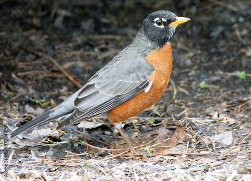 Close up of a male robin. 