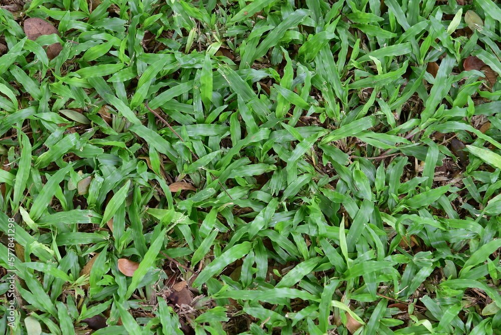 Axonopus compressus is a species of grass. It is often used as a permanent pasture, groundcover, and turf in moist, low fertility soils, particularly in shaded situations