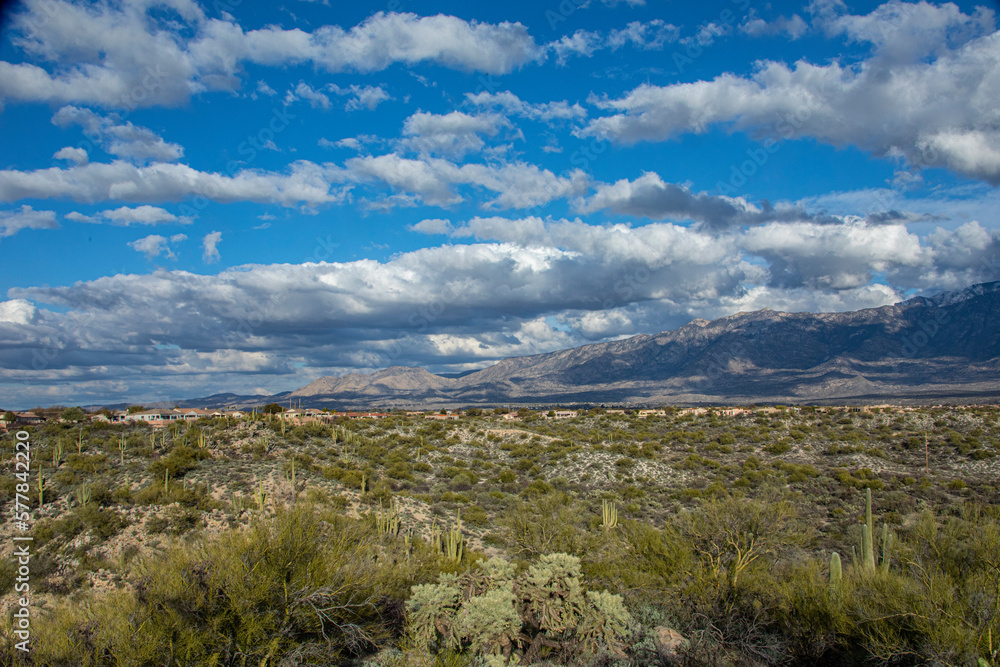 Fototapeta premium Arizona Sonoran Desert