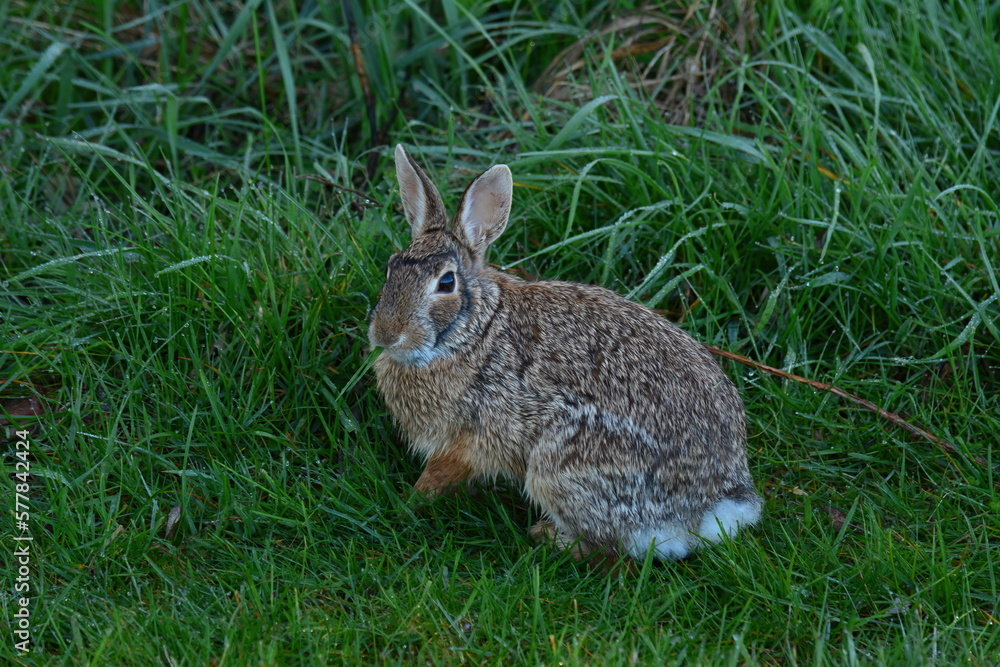 Fototapeta premium rabbit in the grass
