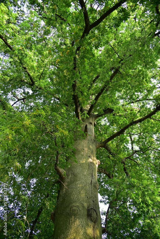Obraz premium Ceiba pentandra is a tropical tree of the order Malvales and the family Malvaceae 