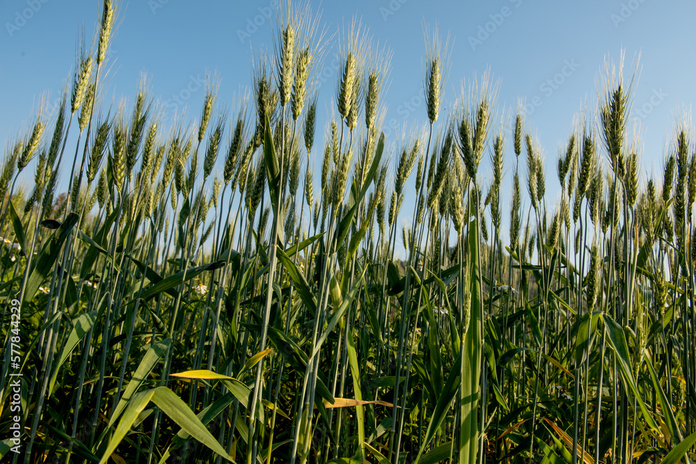 Obraz premium Fields of barley trees on nature background.