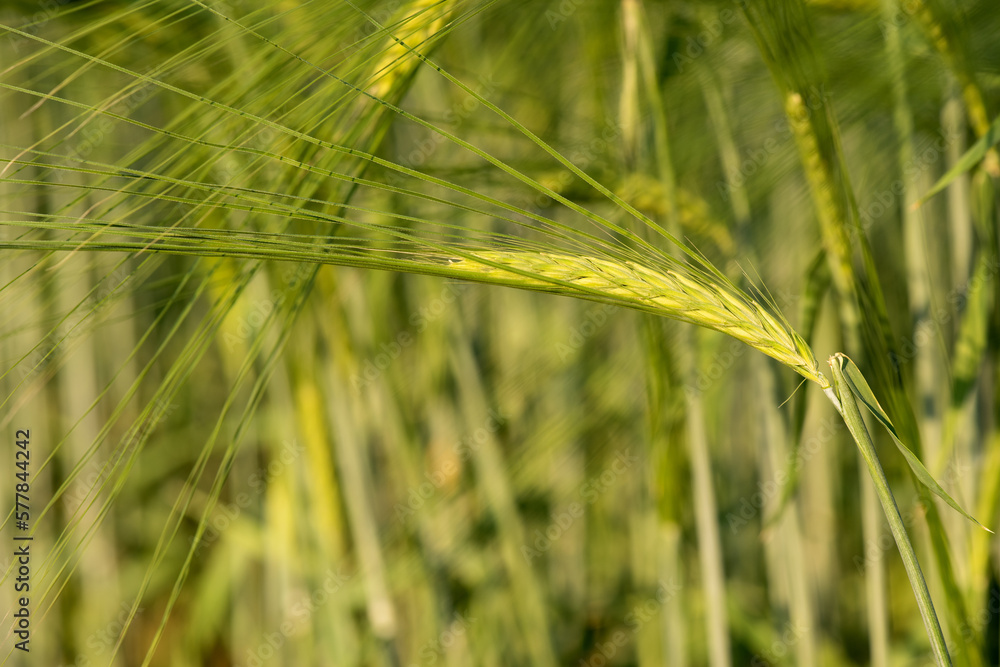 Fototapeta premium Fields of barley trees on nature background.