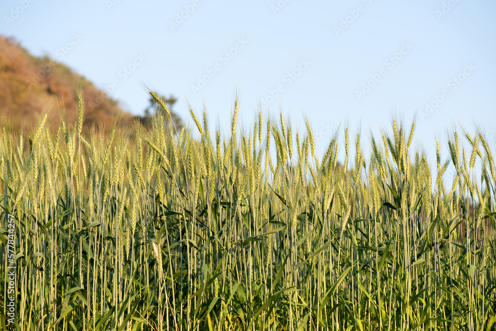 Obraz premium Fields of barley trees on nature background.