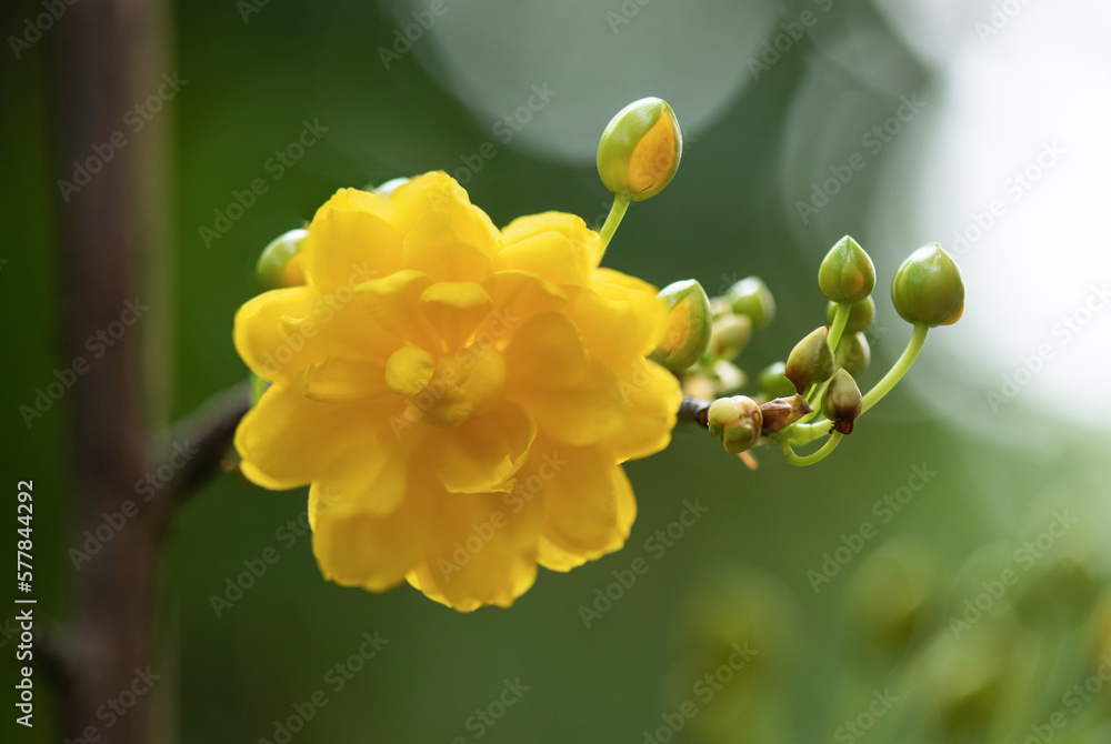 Obraz premium Ochna integerrima flower on nature background.