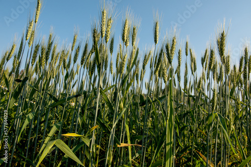 Fields of barley trees on nature background.