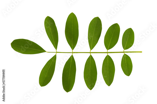 Indigo branch green leaves isolated on white with clipping path.