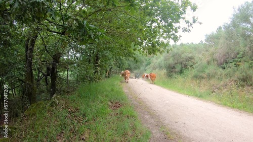 a herd of brown cows walking a dirt road next to Camba (San Xoan), Rodeiro, province of Pontevedra, Galicia, Spain photo