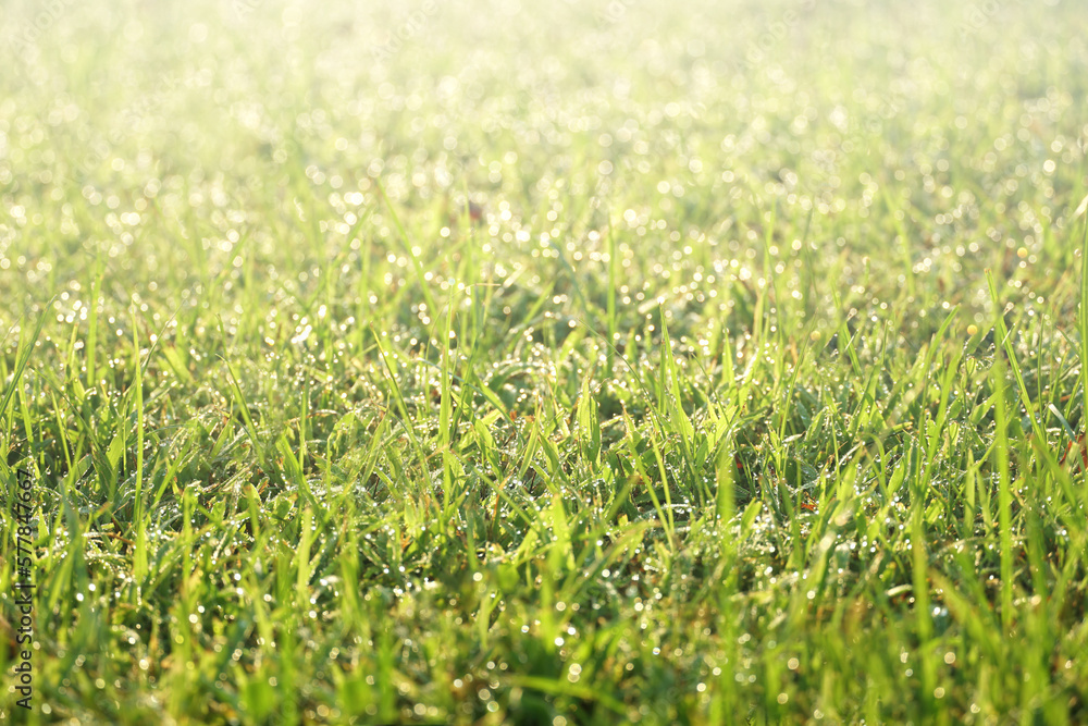 morning dew on grass, freshness of nature, abstract spring background morning dew on grass, freshness of nature, abstract spring background