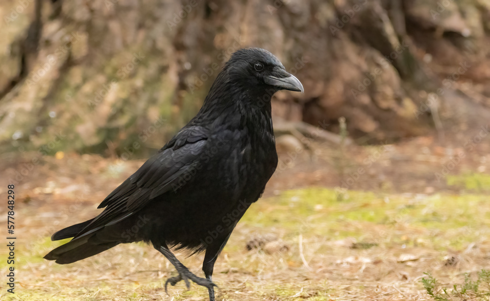 Large black raven bird on the forest floor Large black raven bird on the forest floor