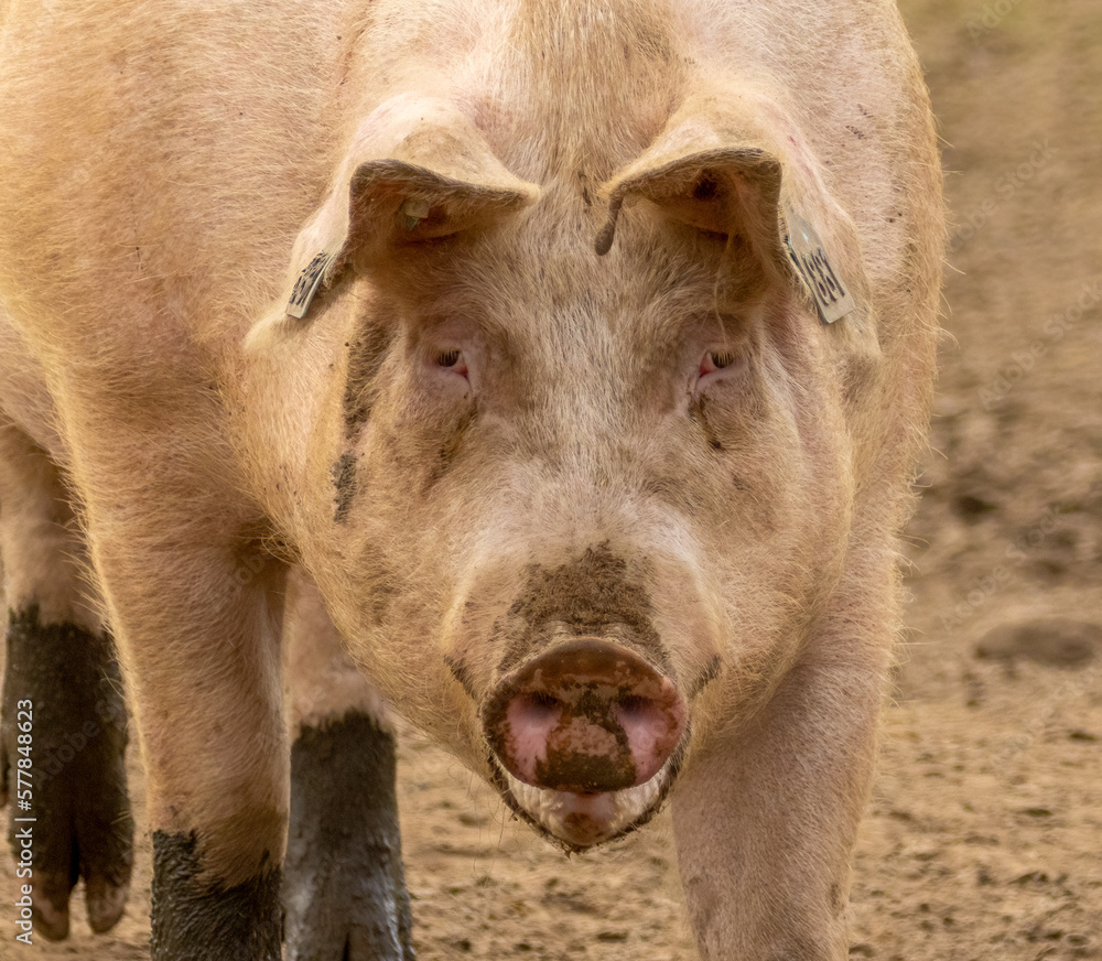 Female pig, sow, with pink face and blue eyes, floppy ears and muddy trotters and snout Female pig, sow, with pink face and blue eyes, floppy ears and muddy trotters and snout