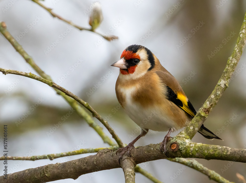 Obraz premium Goldfinch bird perched on a branch