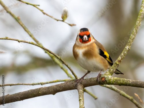 Goldfinch bird perched on a branch