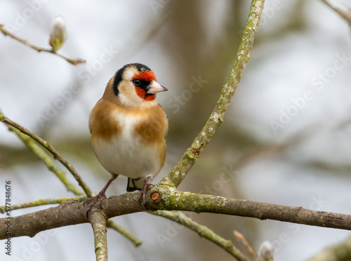 Goldfinch bird perched on a branch