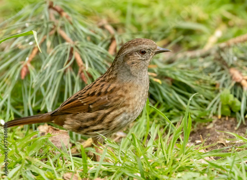 Wallpaper Mural Duncock, hedge sparrow, foraging on the forest floor for food Torontodigital.ca