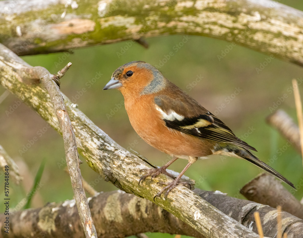 Male. chaffinch on a branch Male. chaffinch on a branch