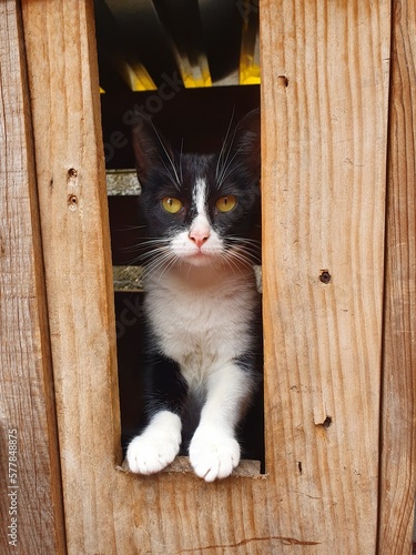 gata en casa
