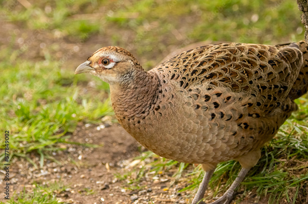 Femle pheasant foraging in the woodland undergrowth Femle pheasant foraging in the woodland undergrowth