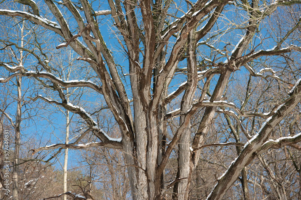 old tree with branches covered in snow on a clear blue sky winter day old tree with branches covered in snow on a clear blue sky winter day