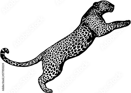 A leopard that is jumping to pounce on prey