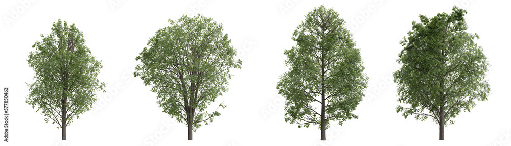 Isolated trees on transparent background.3d rendering PNG Set Isolated trees on transparent background.3d rendering PNG Set