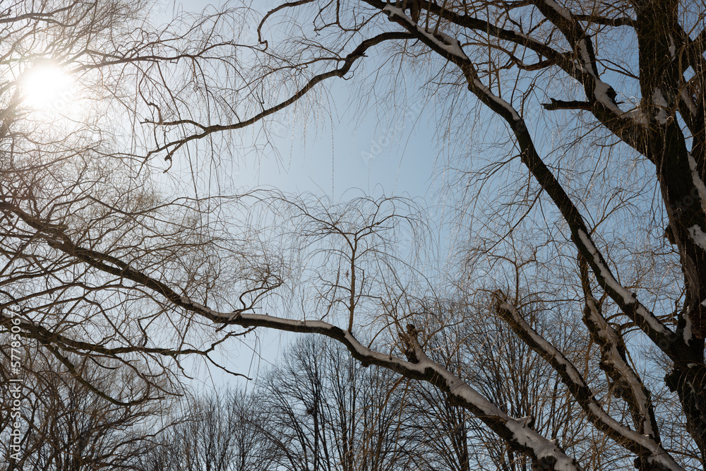 winter sun and trees winter sun and trees
