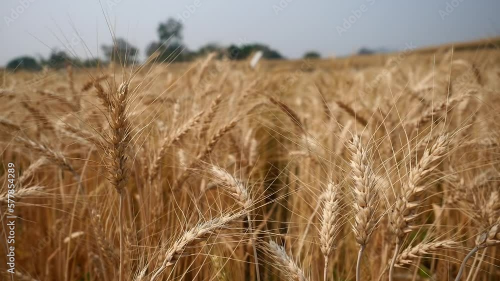 Barley Rice Plants in nature Background. Barley Rice Plants in nature Background.